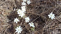 В нацпарке «Зигальга» распустились подснежники