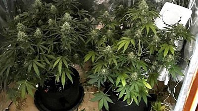 Челябинские полицейские накрыли оранжерею с коноплей в квартире