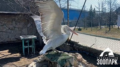 В Челябинском зоопарке пеликаны поделились секретами продуктивного утра 