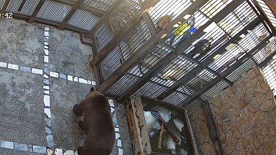 Житель Челябинска накормил медведей в зоопарке фастфудом