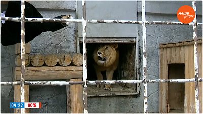 День рождения львицы Киары в «Прямом включении»