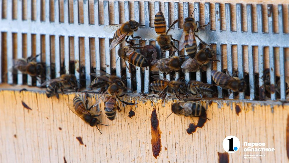 «Сладкая каторга»: как южноуральцы стали таксистами для пчел