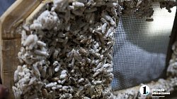 «Сладкая каторга»: как южноуральцы стали таксистами для пчел