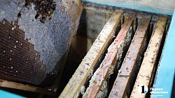 «Сладкая каторга»: как южноуральцы стали таксистами для пчел