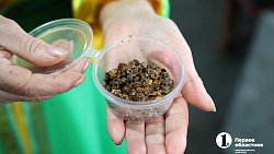 «Сладкая каторга»: как южноуральцы стали таксистами для пчел