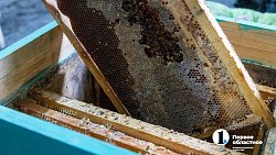 «Сладкая каторга»: как южноуральцы стали таксистами для пчел