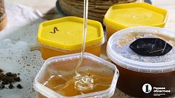 «Сладкая каторга»: как южноуральцы стали таксистами для пчел