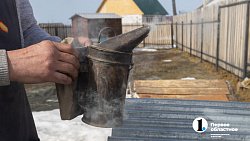 «Сладкая каторга»: как южноуральцы стали таксистами для пчел
