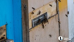 «Сладкая каторга»: как южноуральцы стали таксистами для пчел