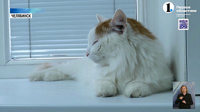 Животным разрешили летать в пассажирском кресле