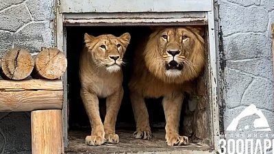 Львица Киара из Челябинского зоопарка отметила второй день рождения
