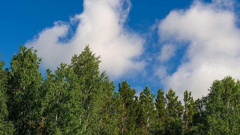 В Челябинской области зафиксировано уменьшение числа насекомых