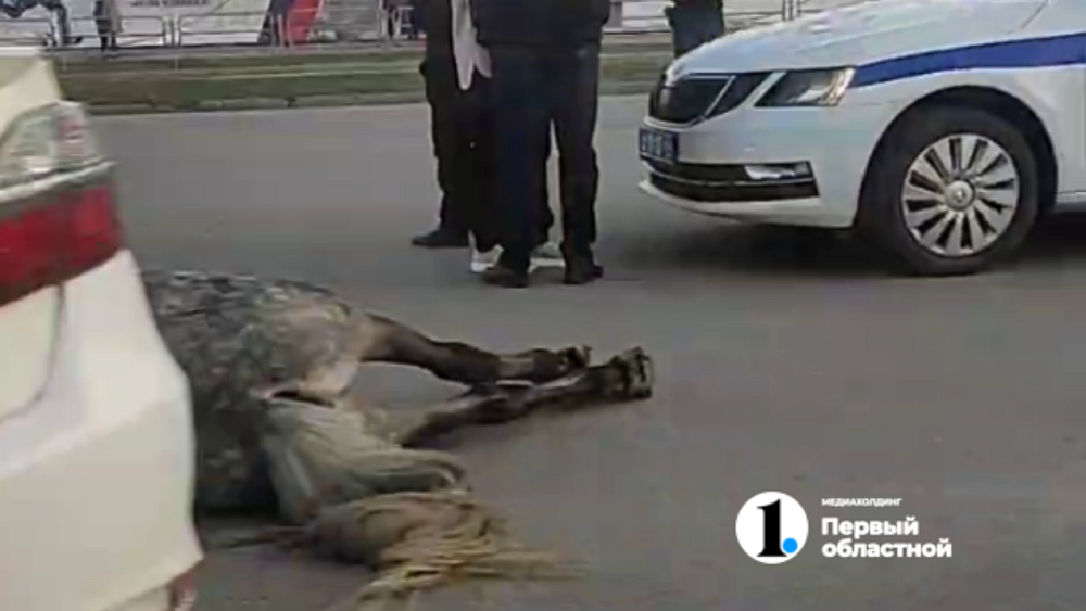 На северо-западе Челябинска сбили лошадь