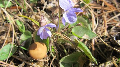 В нацпарке «Таганай» раньше срока распустились фиалки