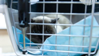 Авиакомпании разрешили перевозить животных в пассажирском кресле