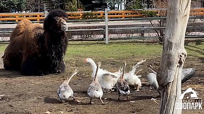 В Челябинском зоопарке гуси переехали в вольер к двугорбым верблюдам