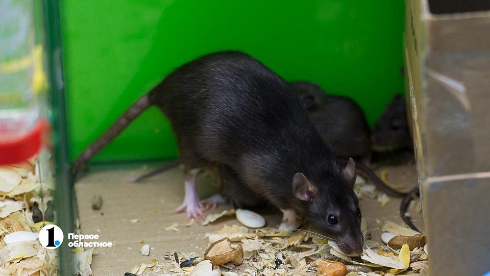 В Озерске пенсионерка делит квартиру с крысами, принимая их за мангустов