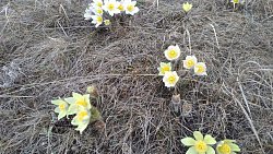 Леса и поля Челябинской области украсились первоцветами