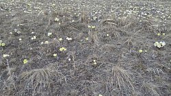 Леса и поля Челябинской области украсились первоцветами