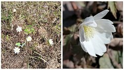 Леса и поля Челябинской области украсились первоцветами