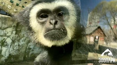 Приматы наслаждаются тёплой погодой в Челябинском зоопарке