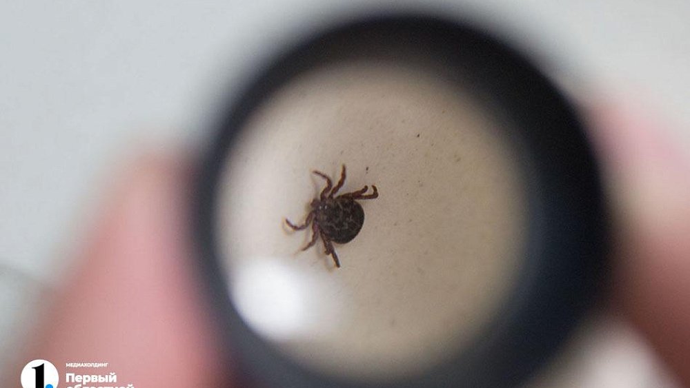 В Челябинске начинается обработка от клещей
