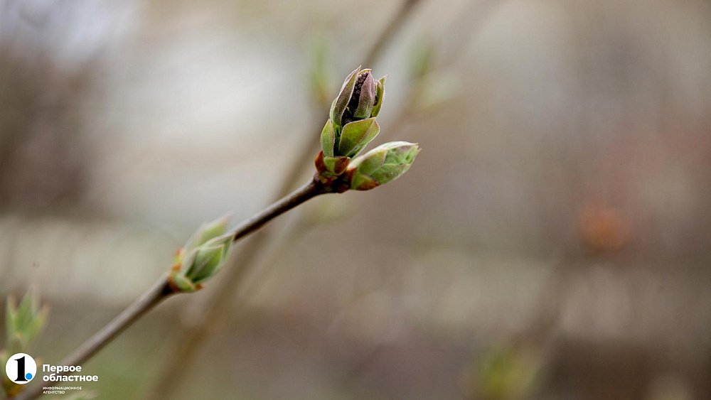Чихали все выходные: челябинцы пожаловались на сезонную аллергию