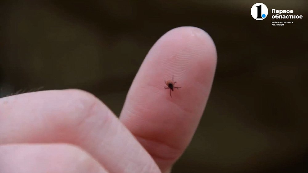 В Челябинской области начался «сезон клещей»