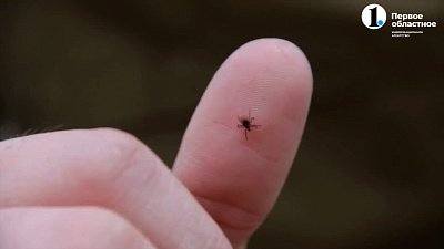 В Челябинской области начался «сезон клещей»