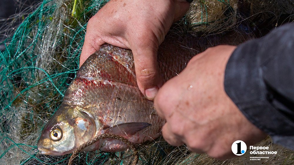 Нерестовый запрет на рыбалку в Челябинской области введен с 25 апреля