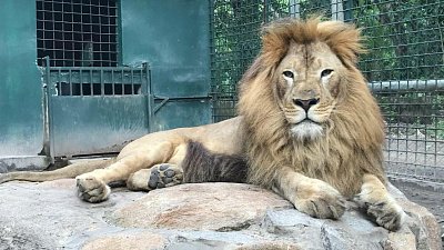 Лев Симба. История, которая продолжается прямо сейчас