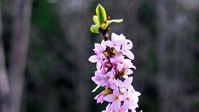 Ядовитый кустарник с нежно‑розовыми цветами распустился на Таганае