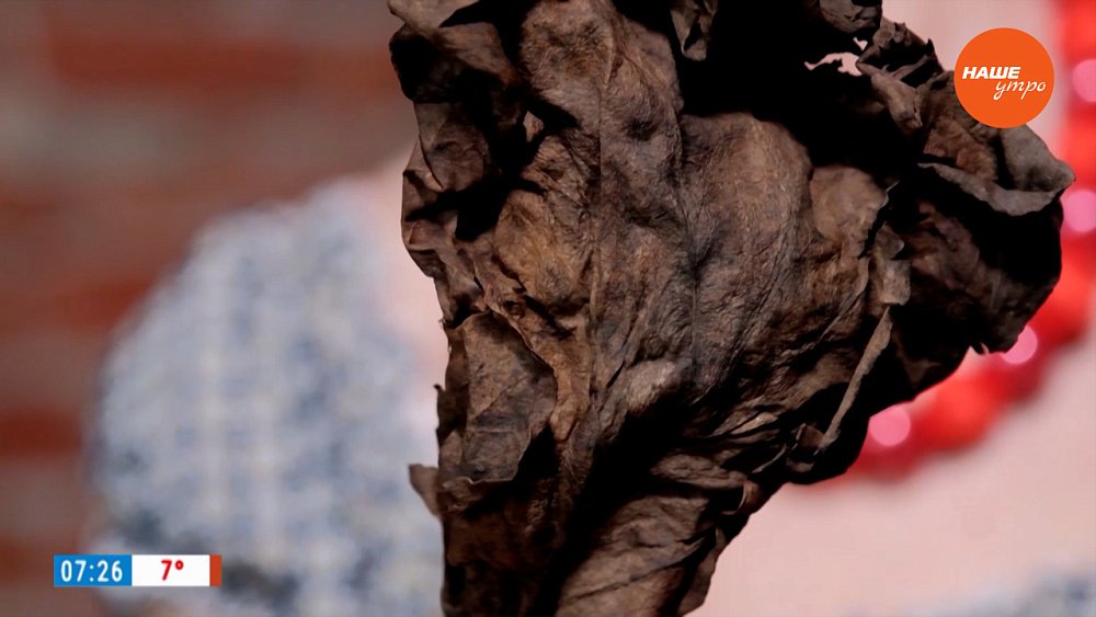 Завариваем бадан в рубрике «Время пить чай»