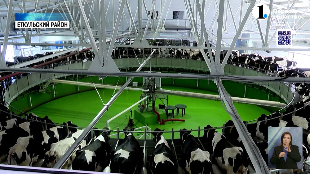 Карусель для коров: зачем животных катают на аттракционах в Еткульском районе