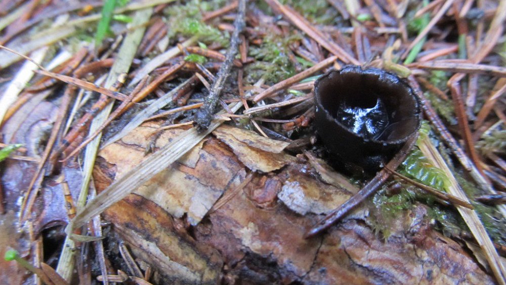 На Таганае вырос гриб с антимикробными свойствами