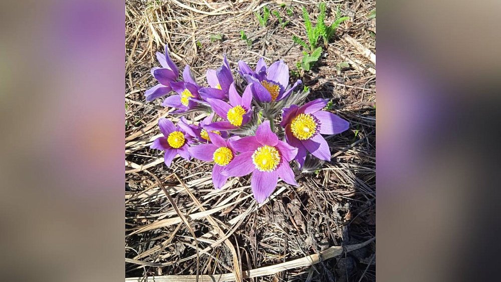 В нацпарке «Зигальга» распустилась краснокнижная сон‑трава