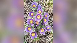 В нацпарке «Зигальга» распустилась краснокнижная сон‑трава