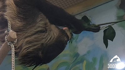 В Челябинском зоопарке ленивцам подарили розы