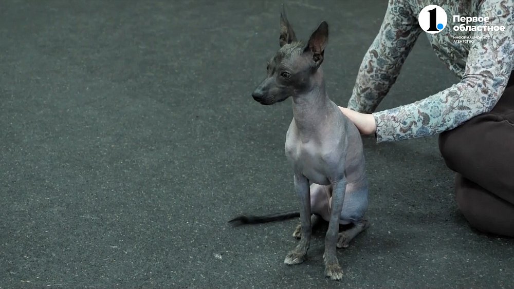 Теперь пассажирам самолетов можно перевозить животных в соседнем кресле