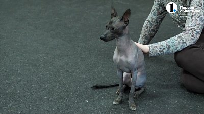 Теперь пассажирам самолетов можно перевозить животных в соседнем кресле