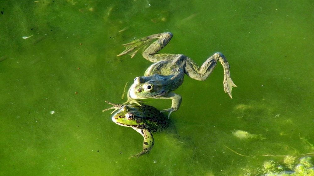 На водоемах Таганая начались лягушачьи свадьбы