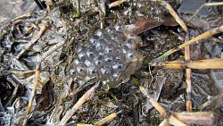 На водоемах Таганая начались лягушачьи свадьбы