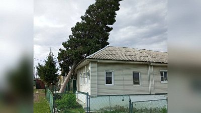 В Челябинской области ветер обрушил многолетнюю пихту на крышу дома
