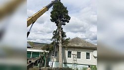 В Челябинской области ветер обрушил многолетнюю пихту на крышу дома