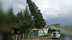В Челябинской области ветер обрушил многолетнюю пихту на крышу дома
