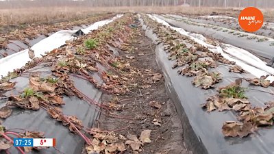 Оставьте землянику в покое! — в рубрике «Руки садовода»