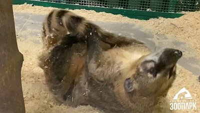 В Челябинском зоопарке носухи получили лакомства в коробке