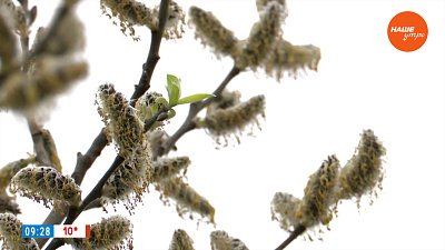 Каков на вкус чай из вербы? — в сюжете «Вербное воскресенье»