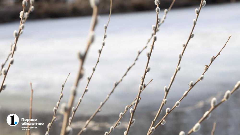 Челябинцам рассказали, что делать с прошлогодней вербой