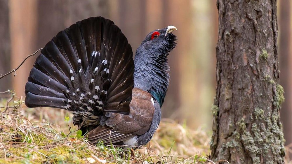 В Челябинской области начали танцевать глухари